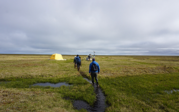 People walking through a field with yellow tents.